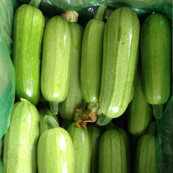 西葫蘆(葫蘆瓜)冷庫 西葫蘆(葫蘆瓜)冷庫