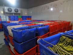 蔬菜批發(fā)市場(chǎng)建冷庫，建多大合適