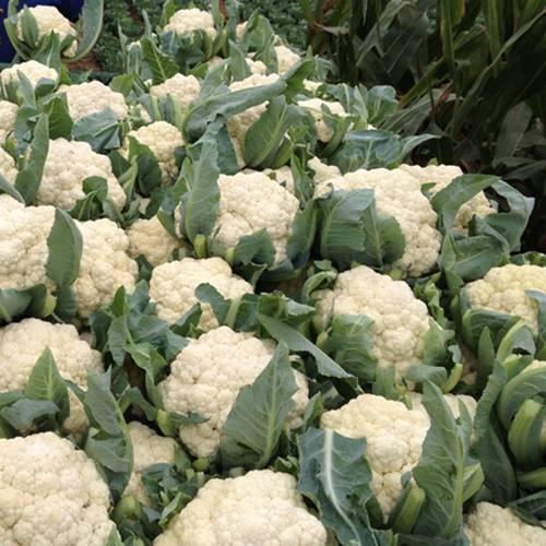 花菜冷庫 花菜冷庫