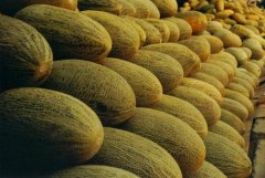 哈密瓜保鮮冷庫貯藏技術(shù)及造價(jià)