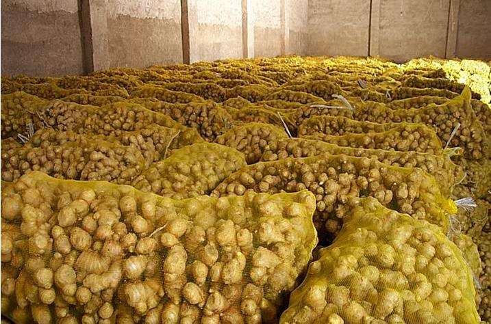 1000噸生姜冷庫 1000噸生姜冷庫