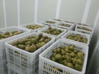 400平方獼猴桃保鮮庫 400平方獼猴桃保鮮庫