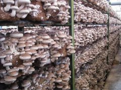 食用菌蘑菇保鮮冷庫溫度,貯藏技術(shù)介紹