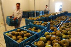 5000噸水果冷庫(kù)建造工程造價(jià)多少