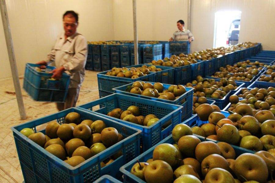 5000噸水果冷庫(kù) 5000噸水果冷庫(kù)