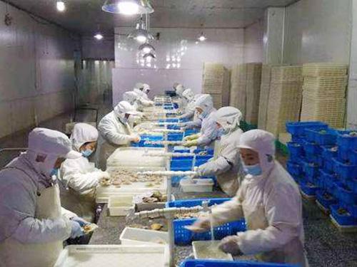 500噸魚類冷凍庫 500噸魚類冷凍庫