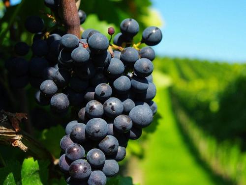 300噸葡萄保鮮冷庫 300噸葡萄保鮮冷庫