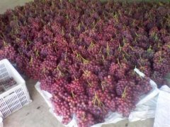 總產量100萬斤葡萄需要建多大的冷庫，造價多少