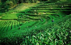 上海建1000㎡茶葉冷庫(冷藏、冷凍庫倉庫)安裝預(yù)算多少錢