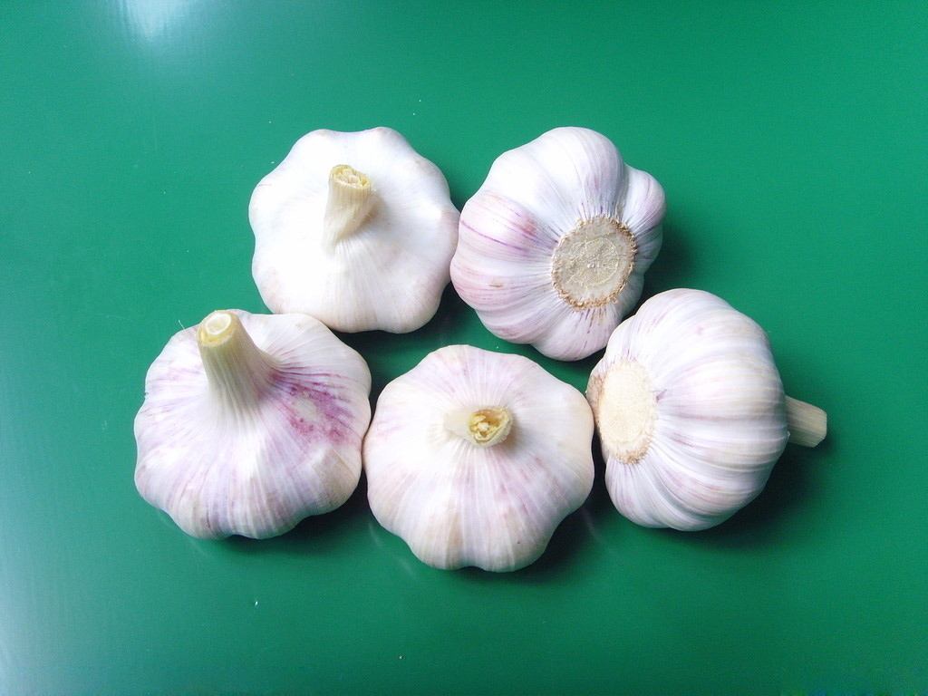 大蒜冷藏庫 大蒜冷藏庫