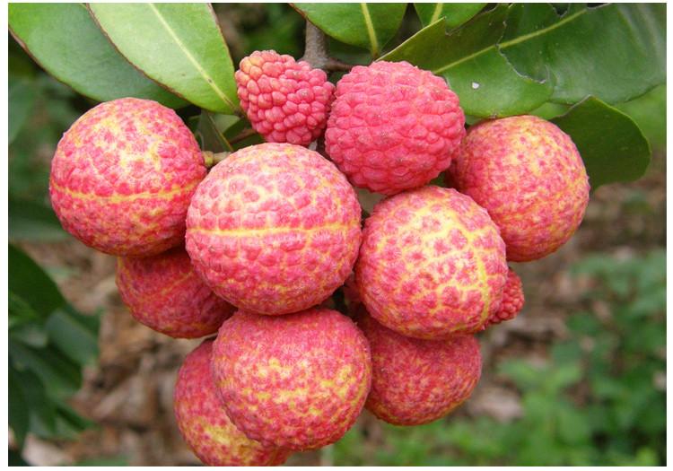 開冉制冷,荔枝氣調庫 開冉制冷,荔枝氣調庫