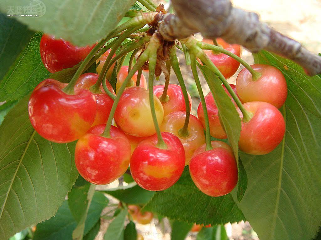 開冉制冷，氣調庫，普通冷藏庫