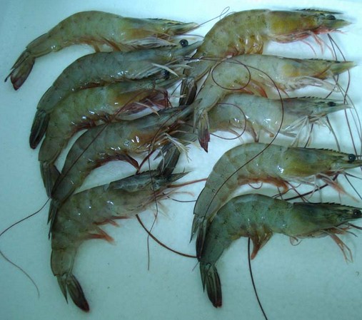 水產品保鮮冷庫，海鮮冷凍庫