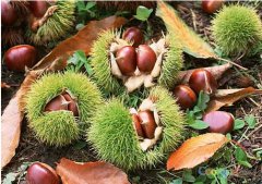 羅田板栗怎么儲存:板栗氣調(diào)保鮮庫安裝