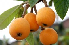 為何果蔬在氣調(diào)庫(kù)比在保鮮庫(kù)的保鮮期更長(zhǎng)口感更好?