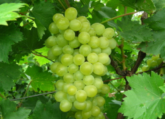 【葡萄保鮮庫(kù)】的管理及銷售