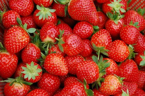 草莓氣調(diào)庫(kù)冷藏保鮮技術(shù)