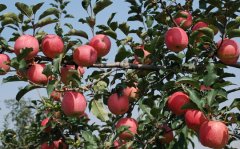 安裝使用蘋果冷藏庫(kù):注意事項(xiàng)