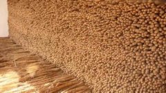 建一個山藥保鮮庫貯藏山藥有哪些好處?