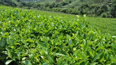 茶葉冷藏庫,茶葉冷庫安裝設(shè)計多少錢