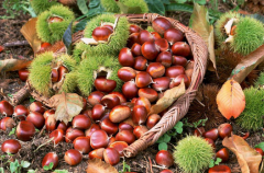 想建板栗冷庫，100噸板栗冷藏庫價格多少