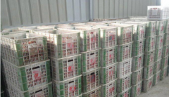 100噸荔枝保鮮冷庫(kù)多大面積,多少錢