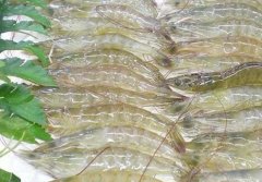 低溫海鮮凍庫建設(shè) 設(shè)備報價多少?