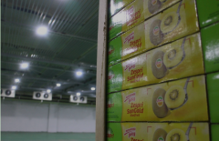 一般大型(蘋果、獼猴桃、火龍果)水果冷庫造價多少錢一立方?