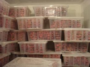 200噸葡萄保鮮庫建造,1000m3葡萄放冷庫可以放多久