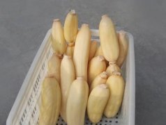 100噸的蓮藕怎么保鮮，蓮藕保鮮庫設(shè)計及造價