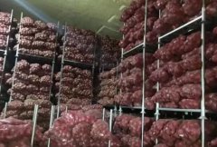 洋蔥冷藏庫安裝設(shè)計及造價，洋蔥保鮮期